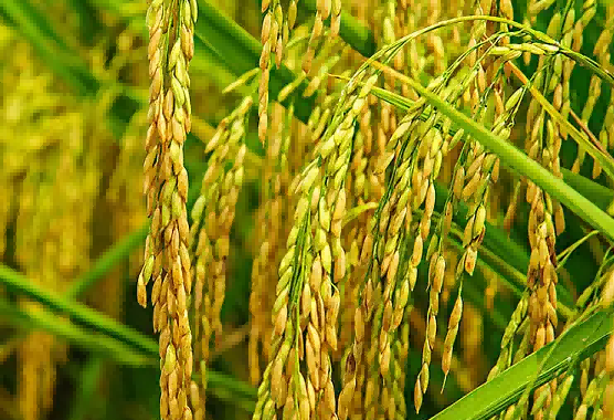 rice rice