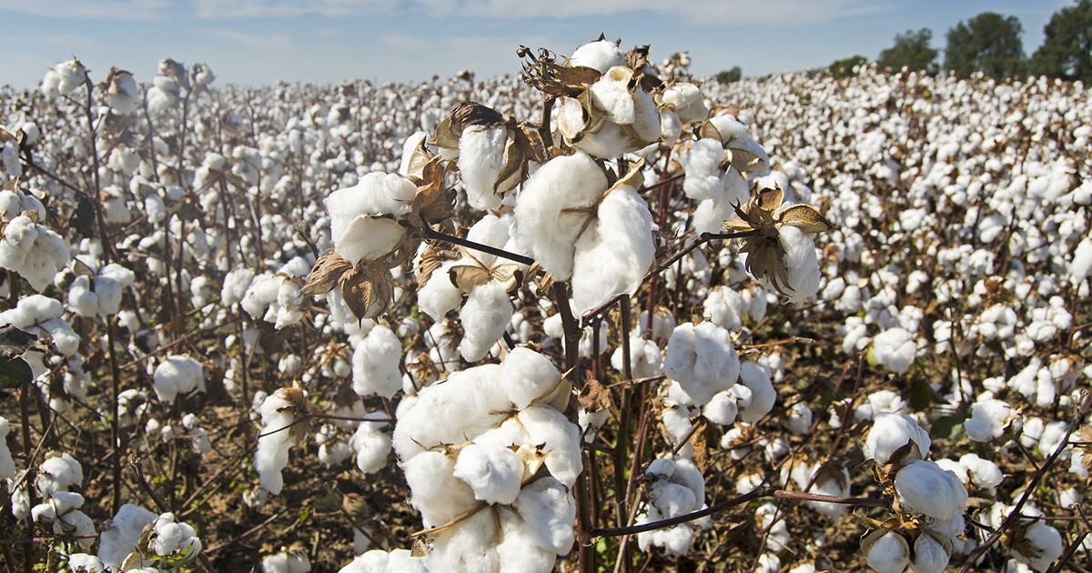 cotton cotton