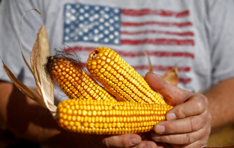 U.S. corn exports(1)