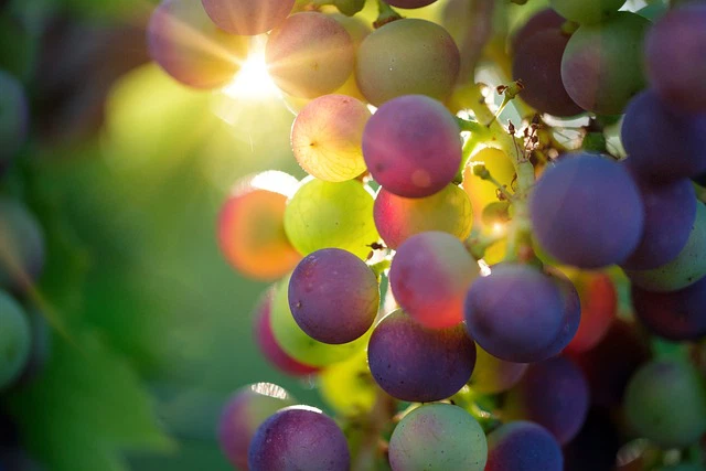 grapes-3550733640 grapes-3550733640